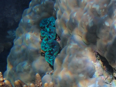 Tridacna