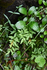 Cryptogramma stelleri