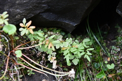 Cryptogramma stelleri