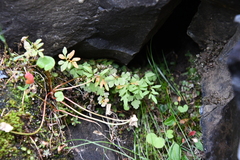 Cryptogramma stelleri