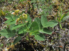 Astragalus umbellatus
