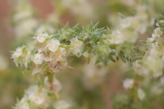 Salsola australis