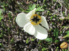 Anemonastrum sibiricum