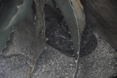 Mixcoatlus melanurus