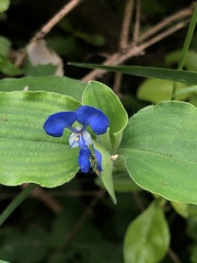 Commelina benghalensis