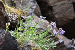 Oxytropis arctica taimyrensis