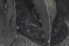 Mixcoatlus melanurus