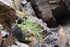 Oxytropis arctica taimyrensis