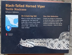 Mixcoatlus melanurus