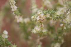 Salsola australis