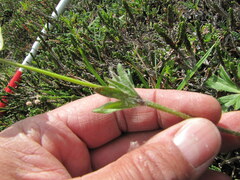 Anemonastrum sibiricum
