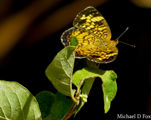 Pearl Crescent photographed in California