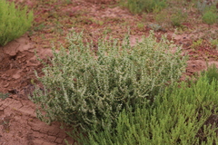Salsola australis