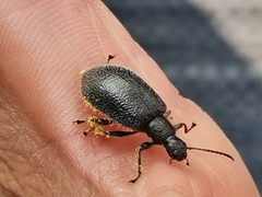 Lagria ventralis