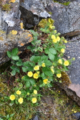 Potentilla asperrima