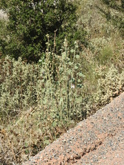 Alcea setosa