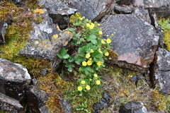 Potentilla asperrima