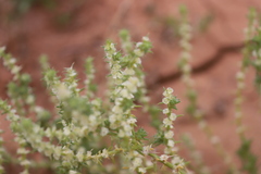 Salsola australis