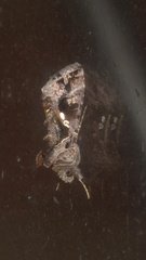 Chrysodeixis