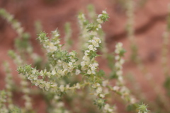 Salsola australis