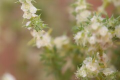 Salsola australis