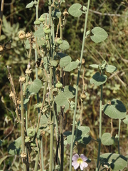 Alcea setosa
