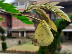 Eurema blanda