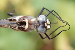 Macromia magnifica