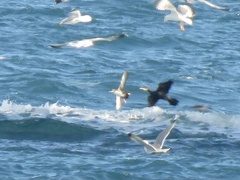 Puffinus mauretanicus