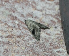 Abablemma duomaculata