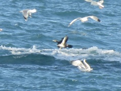 Puffinus mauretanicus
