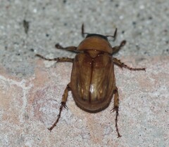 Cyclocephala