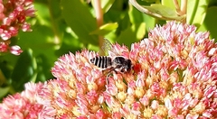 Megachile perihirta