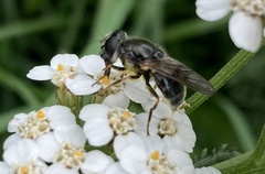 Cheilosia caerulescens