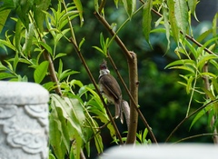 Pycnonotus jocosus