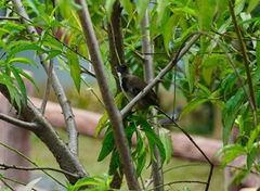 Pycnonotus jocosus
