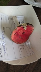 Russula rubescens