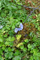 Polemonium boreale