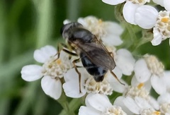 Cheilosia caerulescens