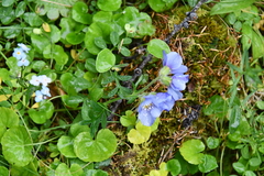 Polemonium boreale