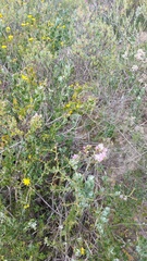 Lampranthus stipulaceus