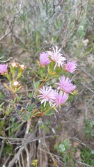 Lampranthus stipulaceus