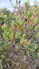 Lampranthus stipulaceus