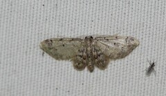 Idaea pervertipennis
