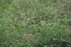 Parthenium hysterophorus