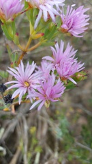 Lampranthus stipulaceus