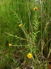 Pultenaea