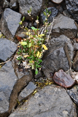Draba hirta