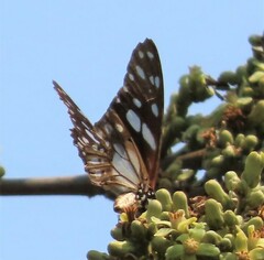 Graphium leonidas