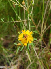 Pultenaea